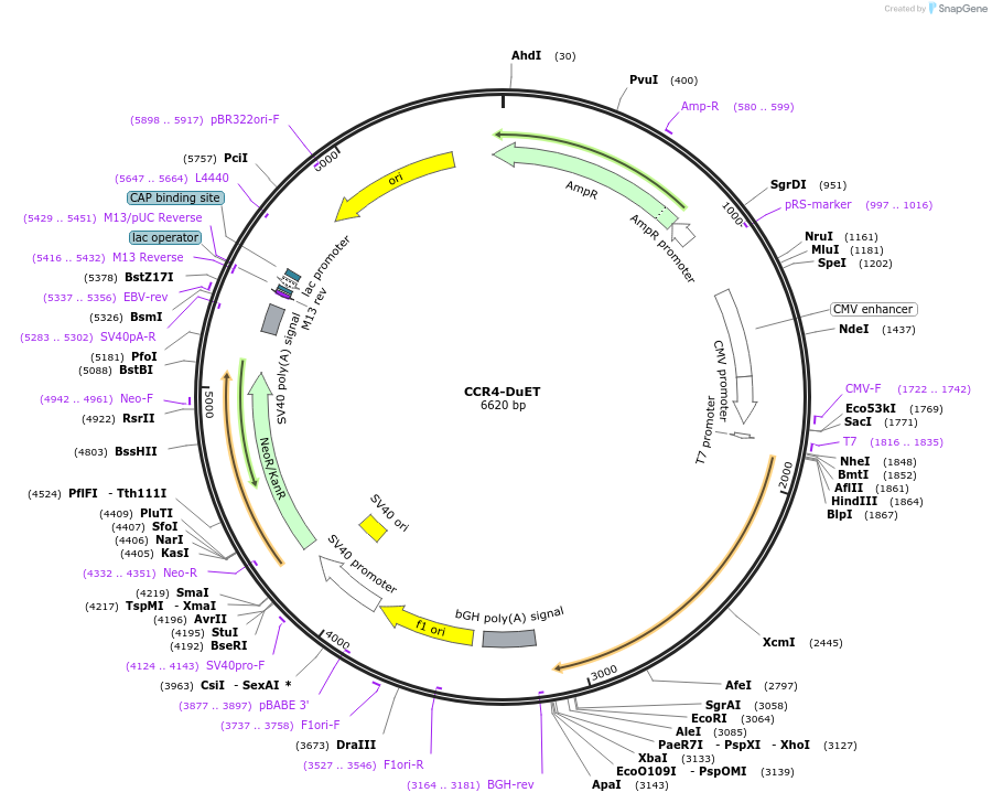 213200-plasmid-map-sequence-id-430763