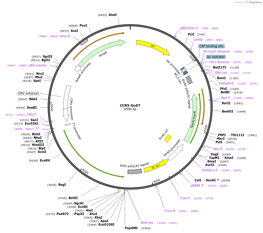 213201-plasmid-map-sequence-id-430764