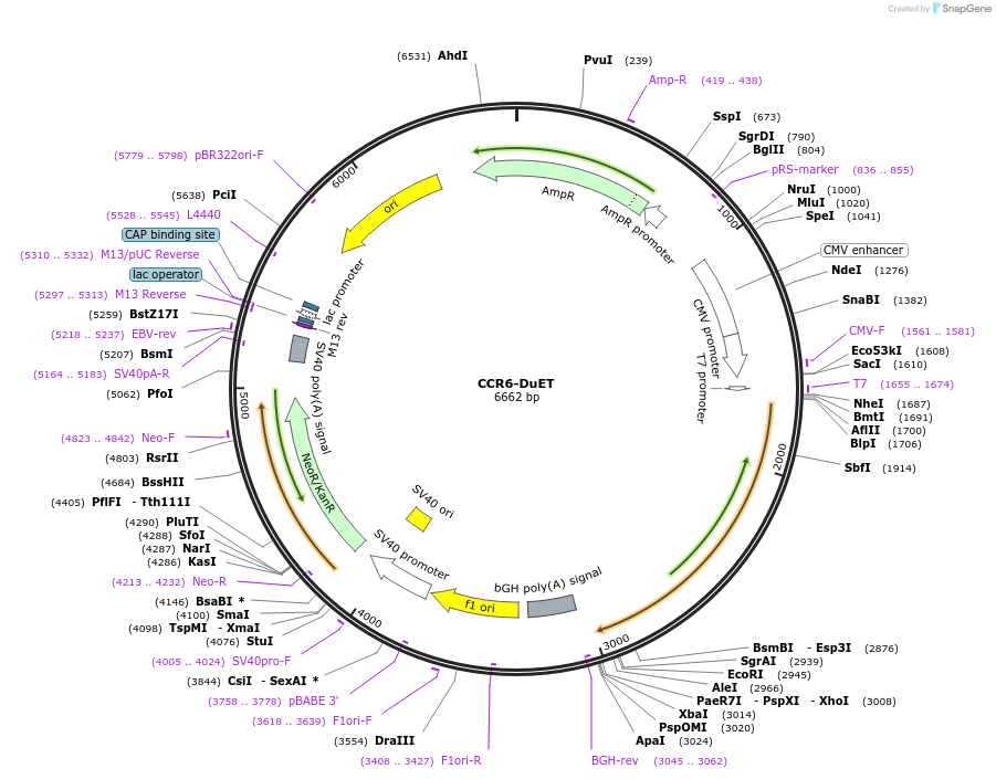 213202-plasmid-map-sequence-id-430765