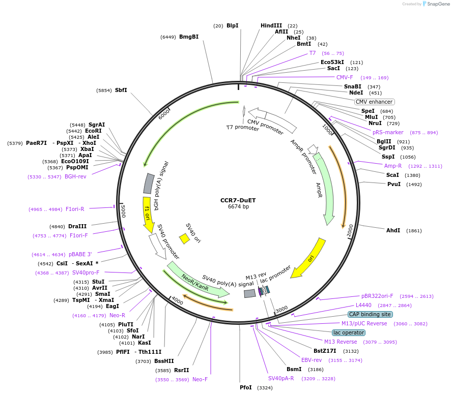 213203-plasmid-map-sequence-id-430766
