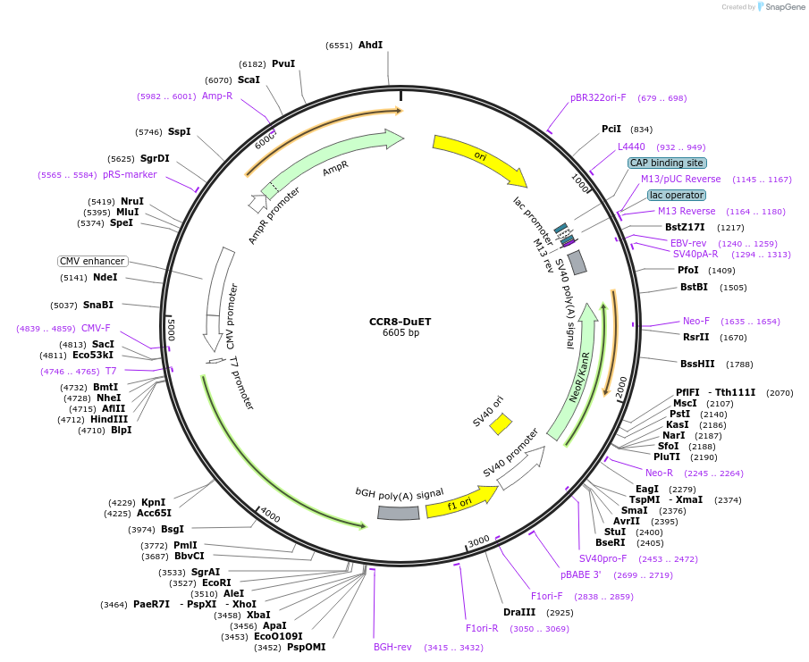 213204-plasmid-map-sequence-id-430767