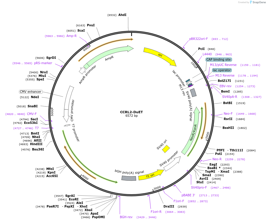 213205-plasmid-map-sequence-id-430768