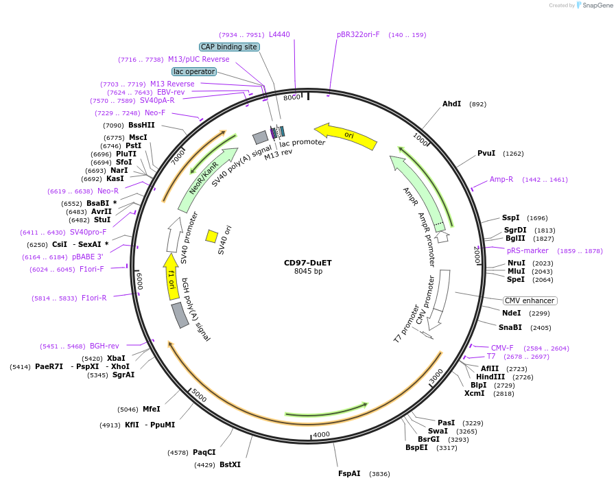 213206-plasmid-map-sequence-id-430769