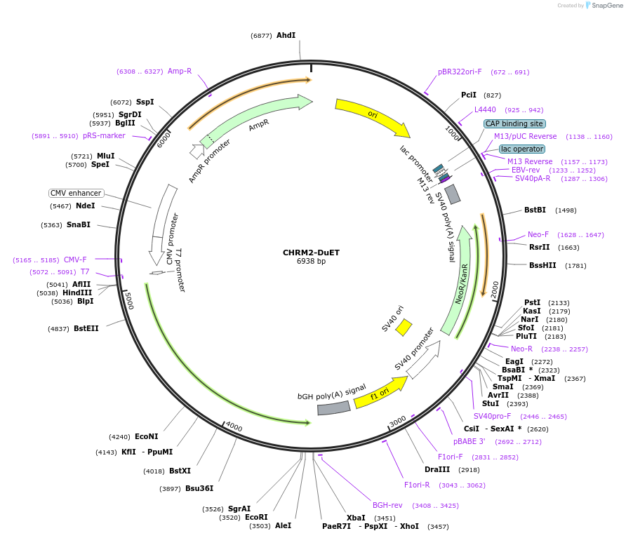 213208-plasmid-map-sequence-id-430770