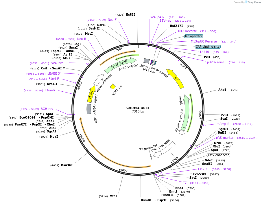 213209-plasmid-map-sequence-id-430771