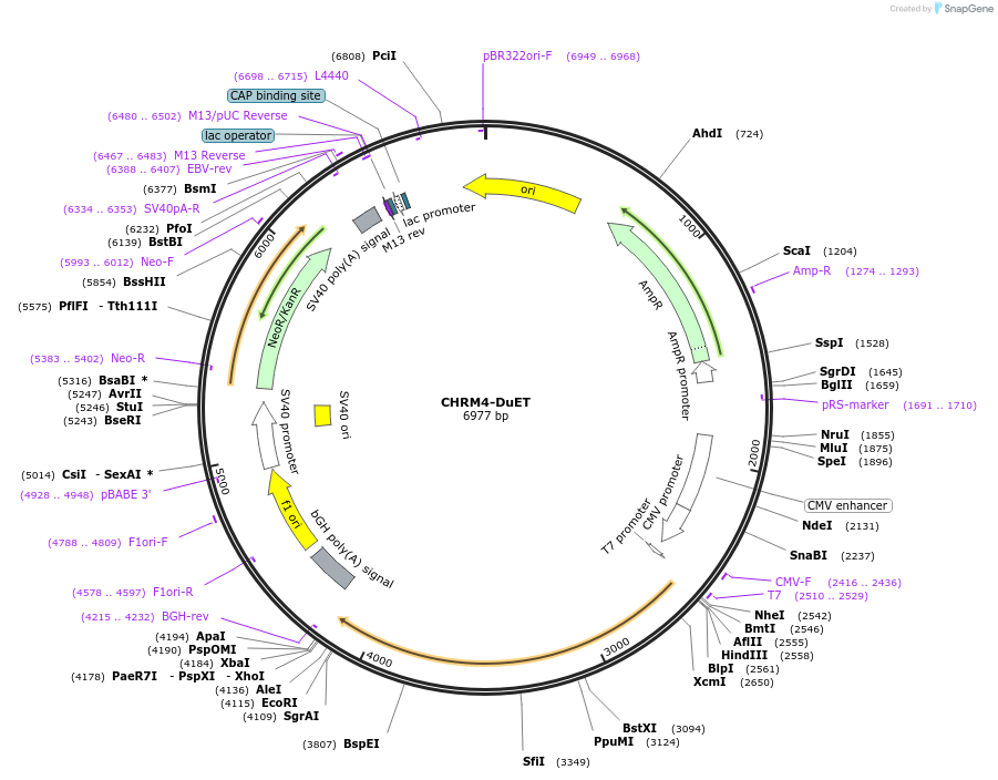 213210-plasmid-map-sequence-id-430772