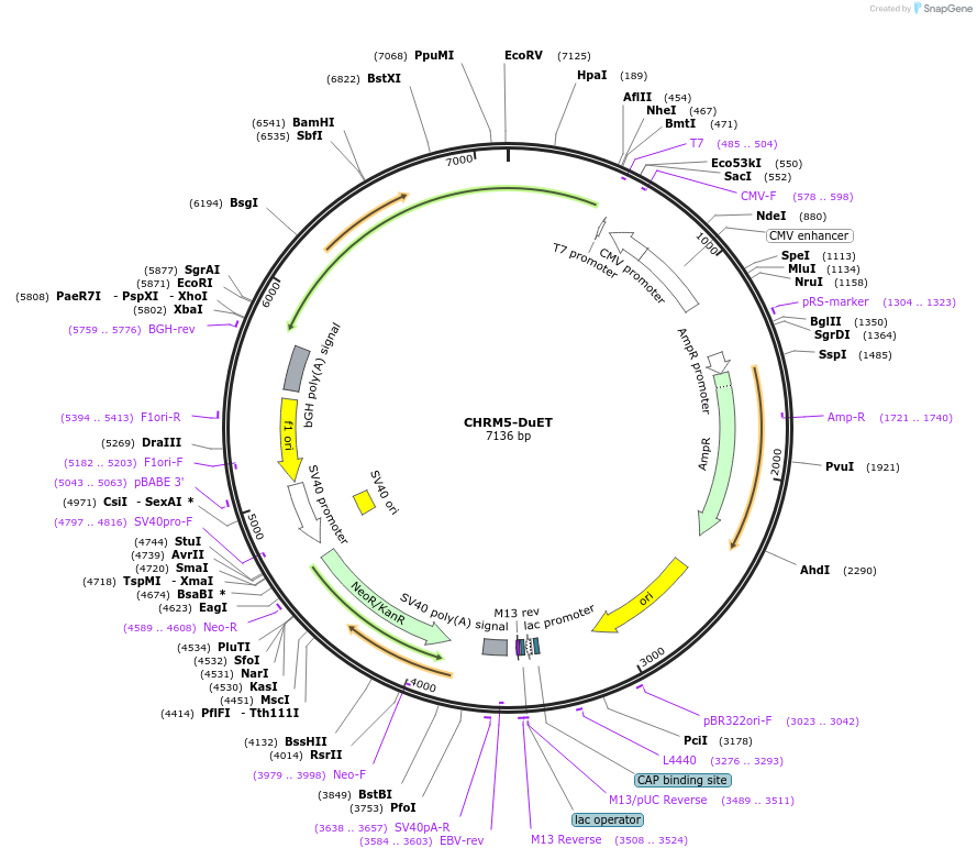 213211-plasmid-map-sequence-id-430773
