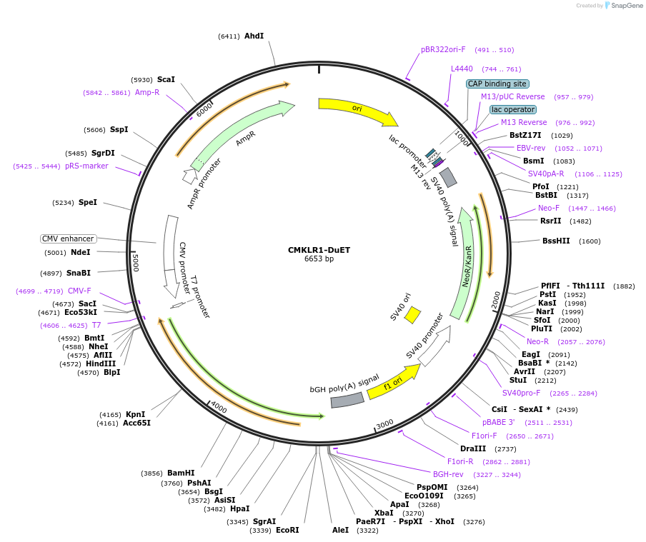 213212-plasmid-map-sequence-id-430774