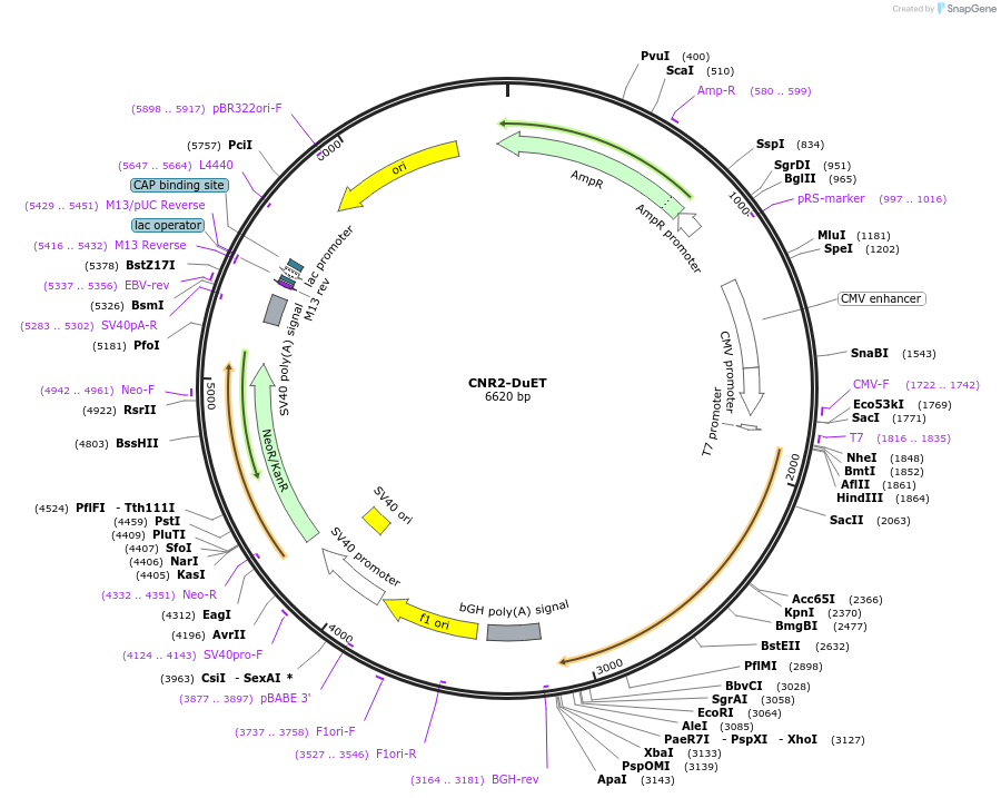 213214-plasmid-map-sequence-id-430776
