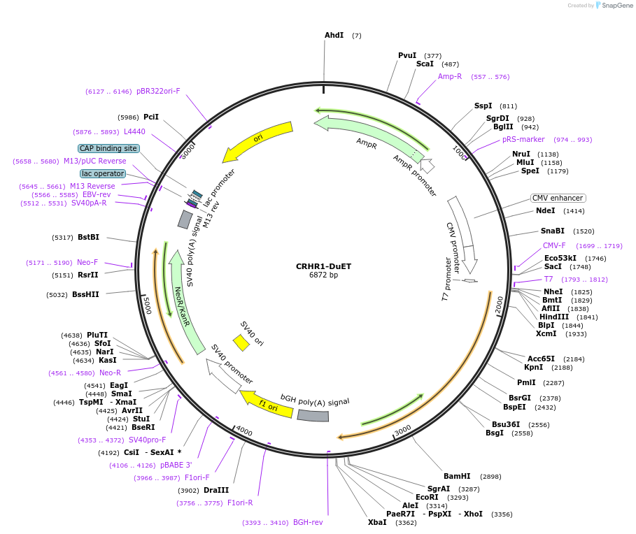 213215-plasmid-map-sequence-id-430777