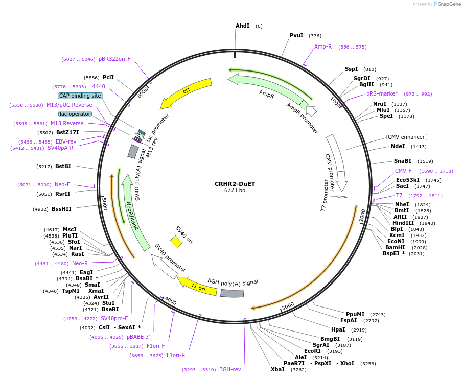 213216-plasmid-map-sequence-id-430778