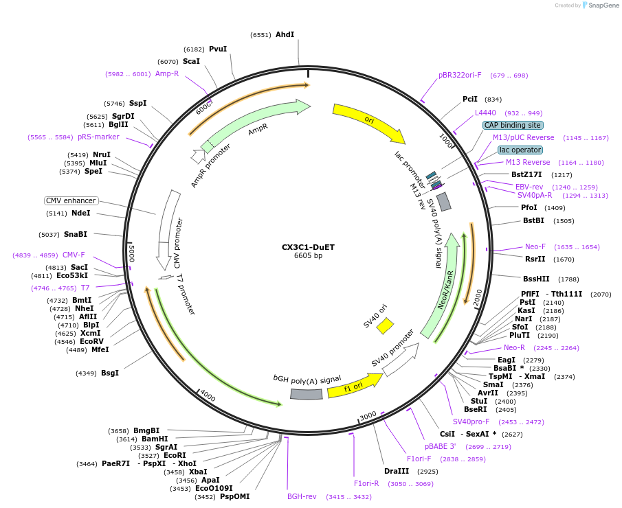 213217-plasmid-map-sequence-id-430779