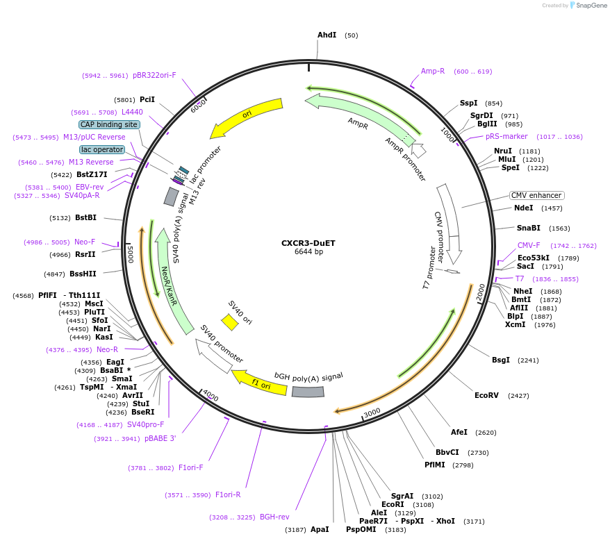 213220-plasmid-map-sequence-id-430782