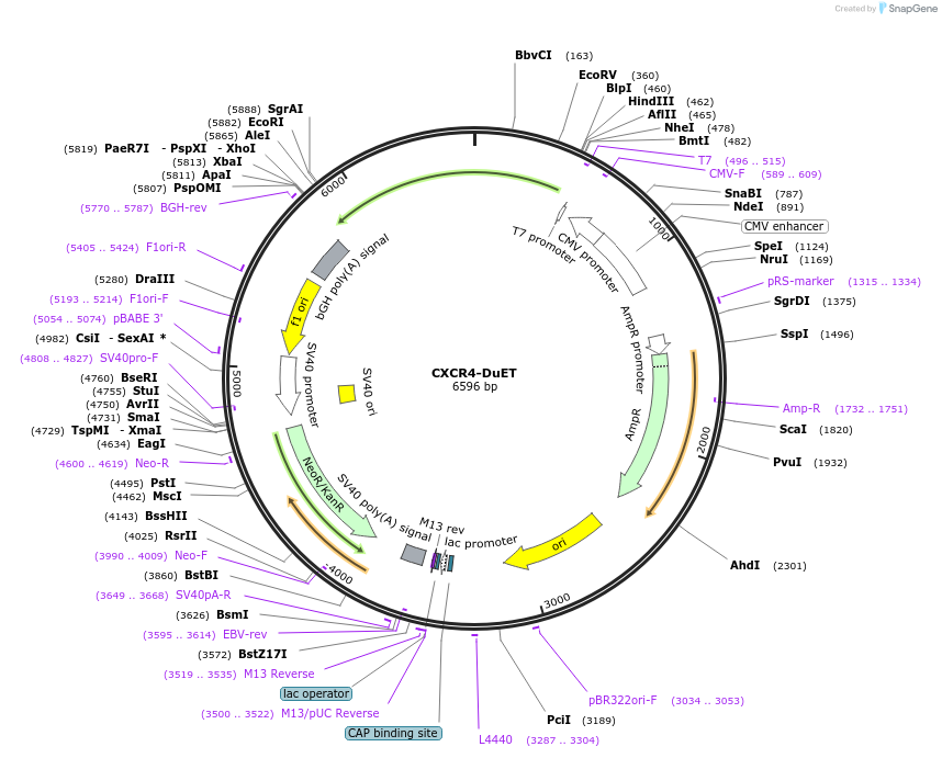 213221-plasmid-map-sequence-id-430783