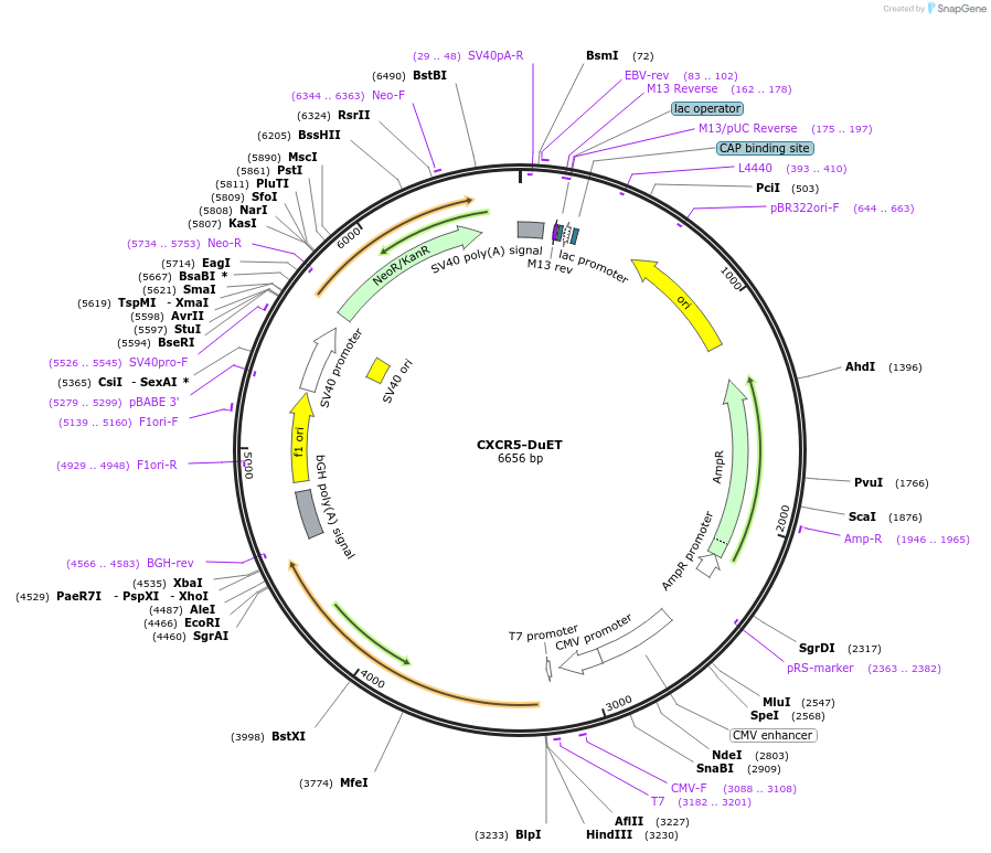 213222-plasmid-map-sequence-id-430784