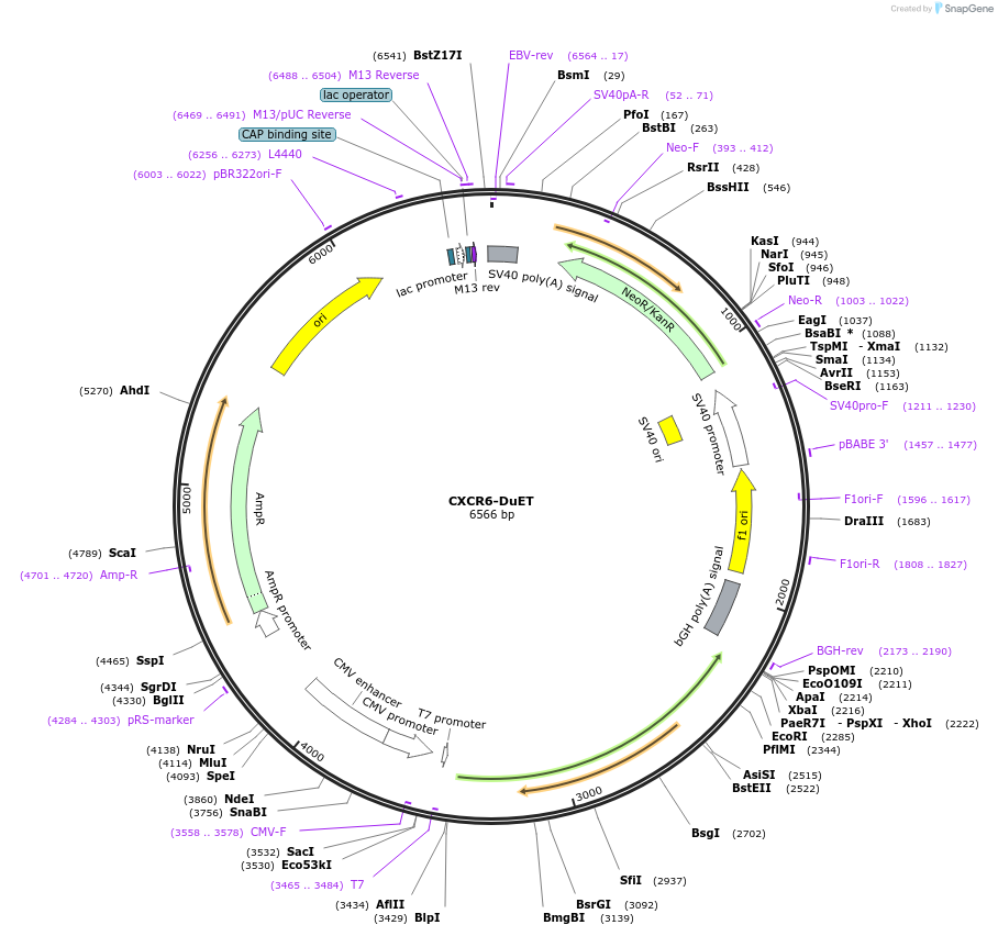 213223-plasmid-map-sequence-id-430785