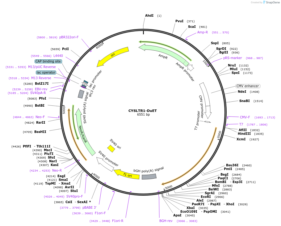 213225-plasmid-map-sequence-id-430787