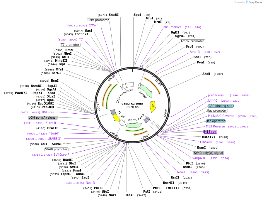 213226-plasmid-map-sequence-id-430788