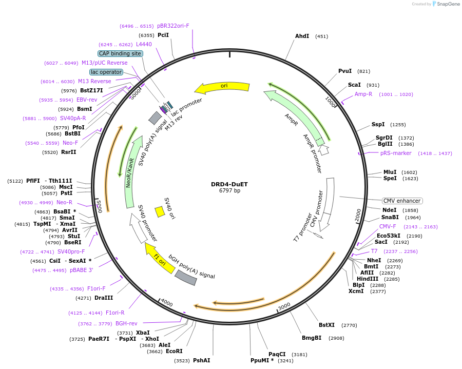 213230-plasmid-map-sequence-id-430790