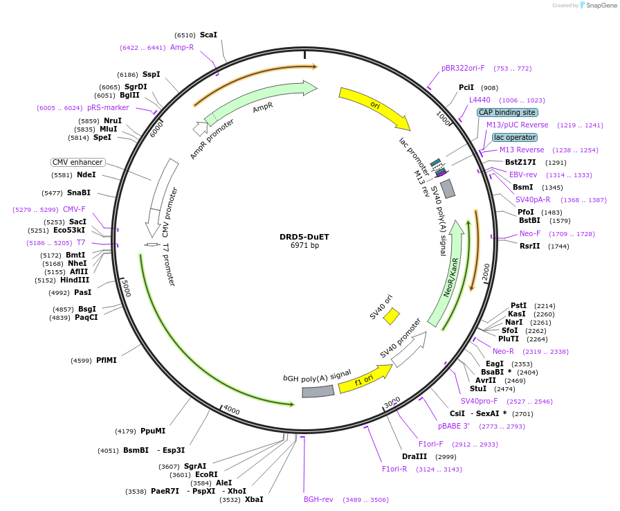 213231-plasmid-map-sequence-id-430791