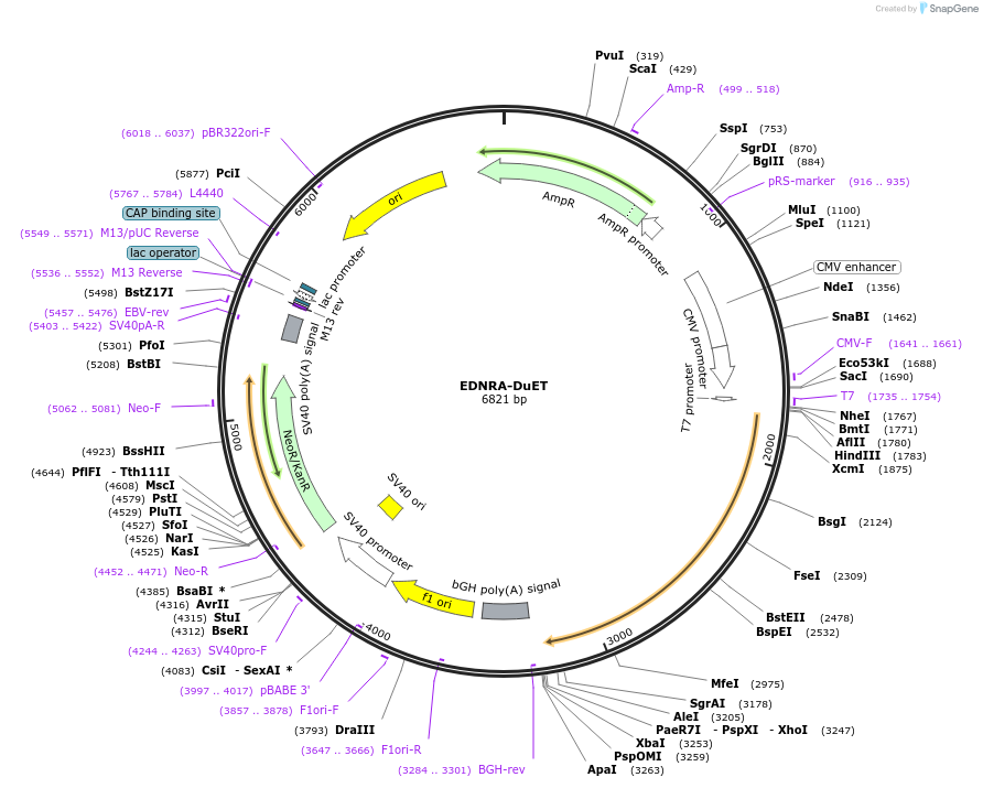213232-plasmid-map-sequence-id-430792