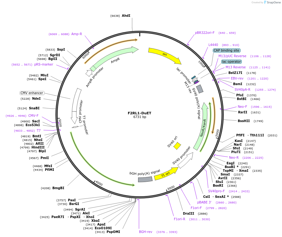 213235-plasmid-map-sequence-id-430793