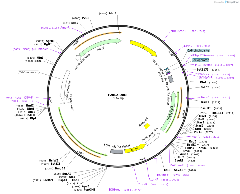 213236-plasmid-map-sequence-id-430794