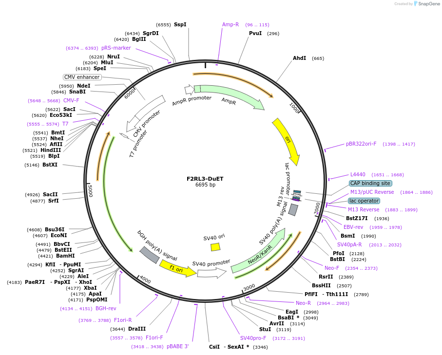 213237-plasmid-map-sequence-id-430795
