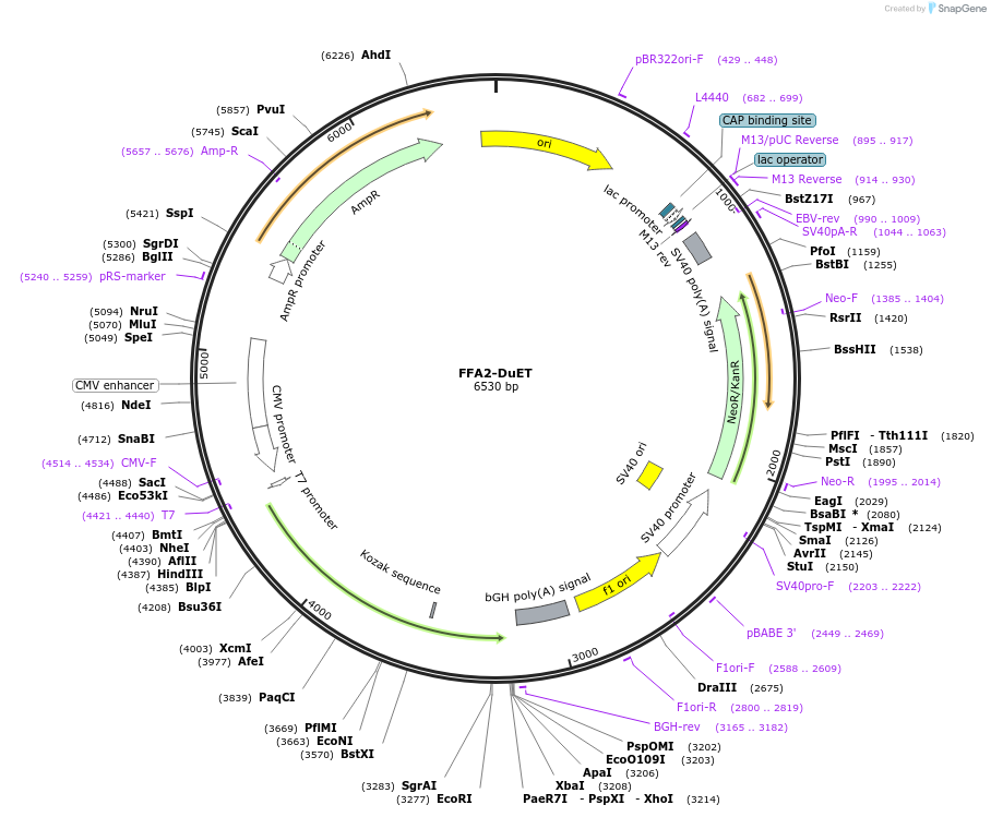 213238-plasmid-map-sequence-id-430796
