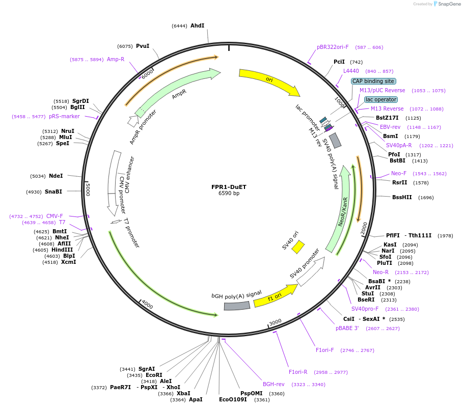 213239-plasmid-map-sequence-id-430797