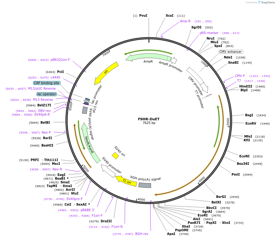 213242-plasmid-map-sequence-id-430799