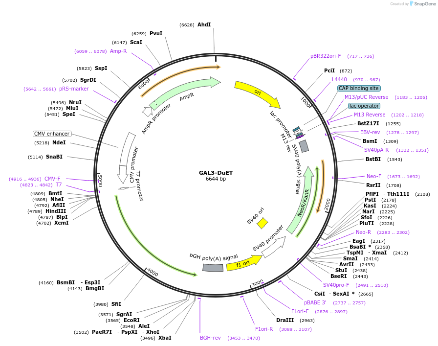 213249-plasmid-map-sequence-id-430800