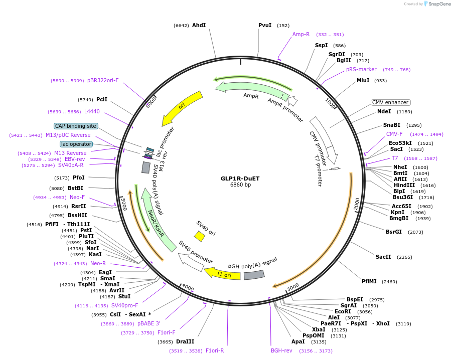 213253-plasmid-map-sequence-id-430803