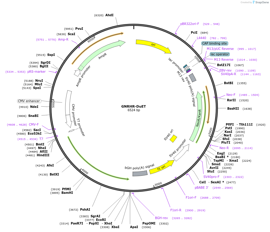 213254-plasmid-map-sequence-id-430804