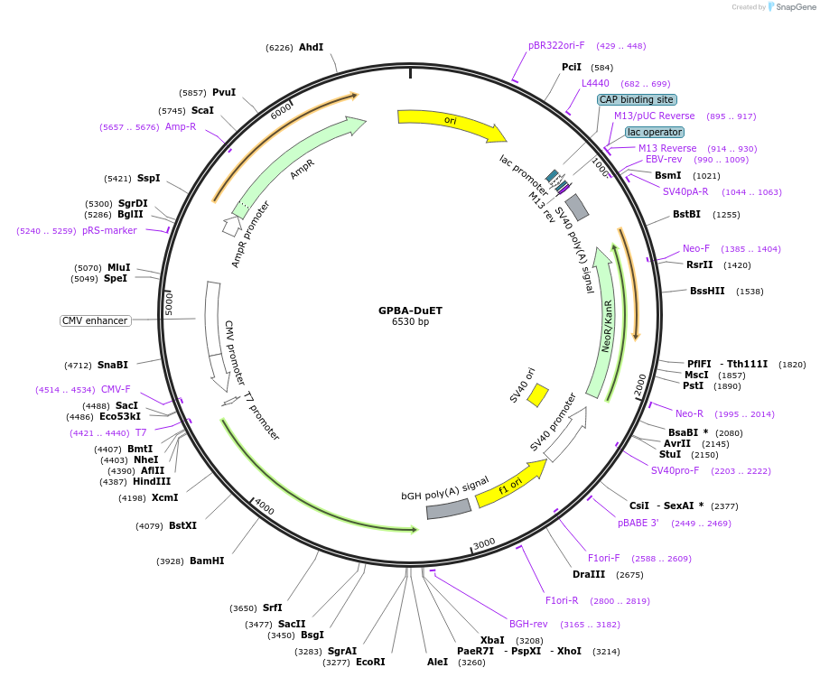 213255-plasmid-map-sequence-id-430805