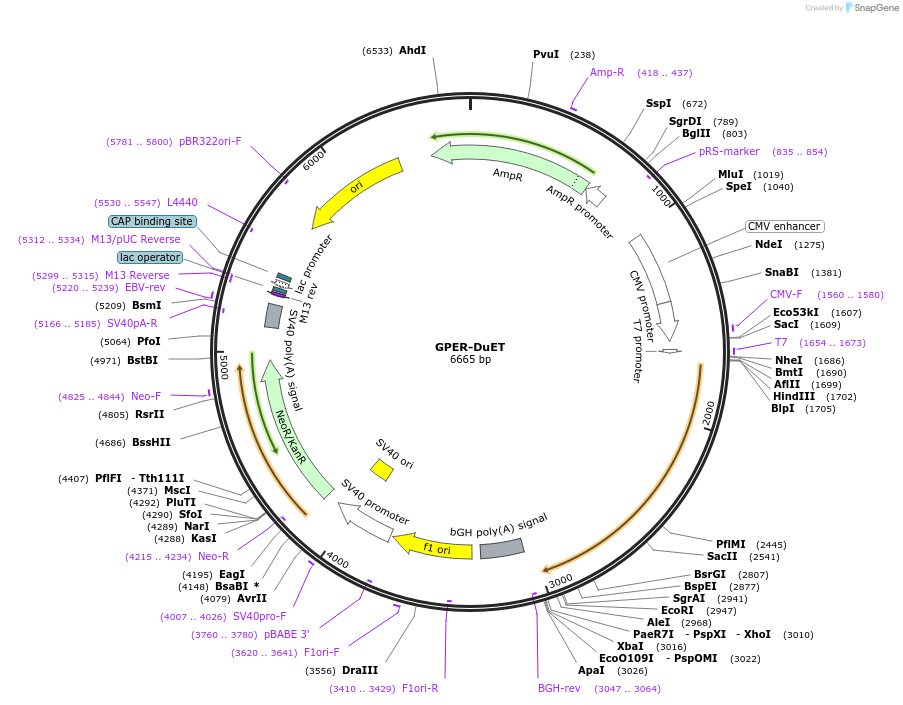 213256-plasmid-map-sequence-id-430806