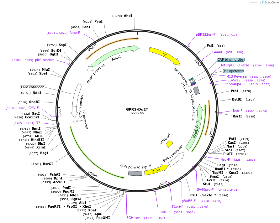 213257-plasmid-map-sequence-id-430807