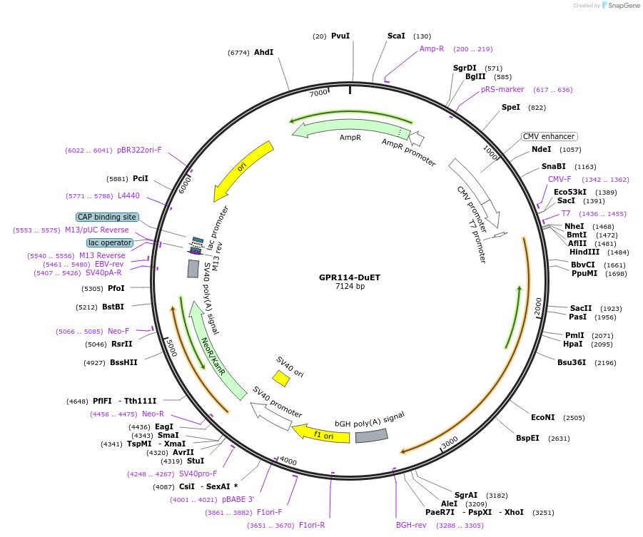 213258-plasmid-map-sequence-id-430808