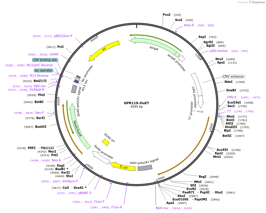 213259-plasmid-map-sequence-id-430809