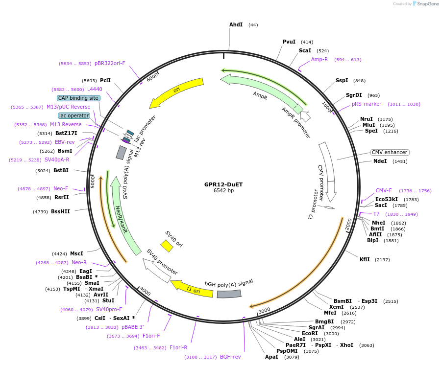 213260-plasmid-map-sequence-id-430810