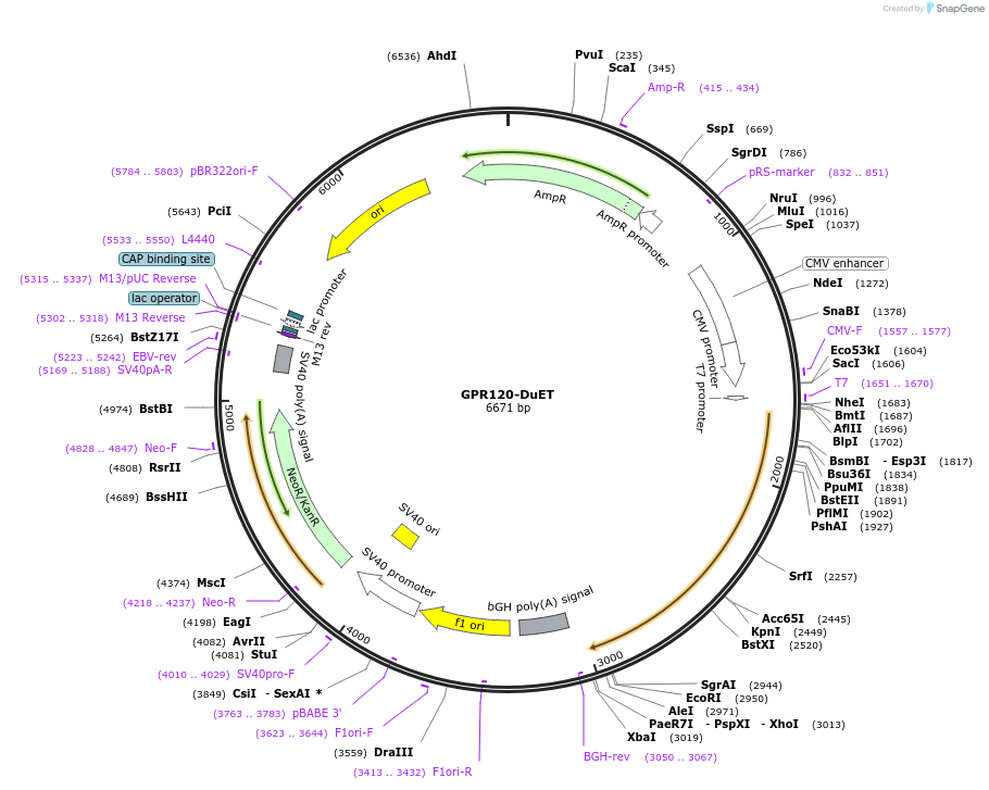 213261-plasmid-map-sequence-id-430811