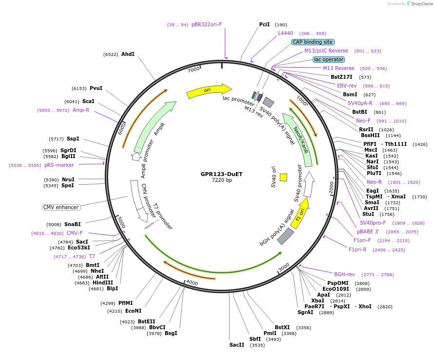 213262-plasmid-map-sequence-id-430812