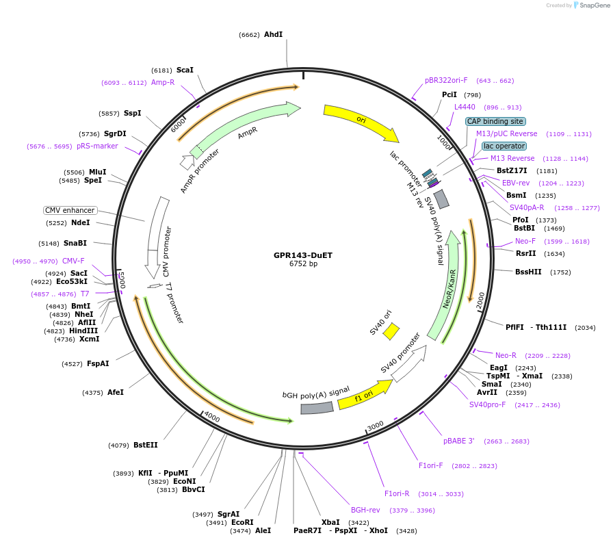 213264-plasmid-map-sequence-id-430813