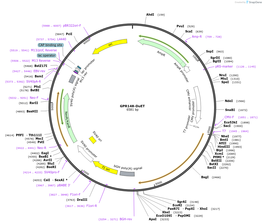 213266-plasmid-map-sequence-id-430814