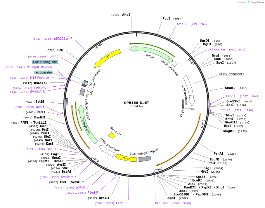 213268-plasmid-map-sequence-id-430815