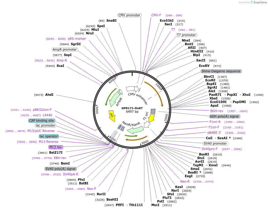 213269-plasmid-map-sequence-id-430816