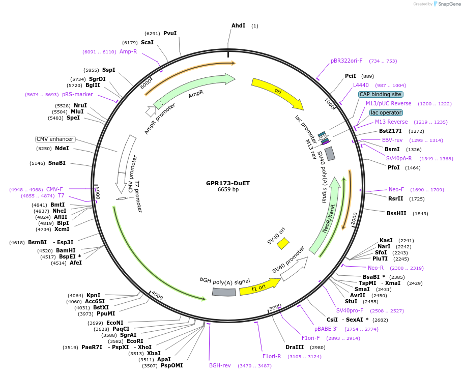 213270-plasmid-map-sequence-id-430817