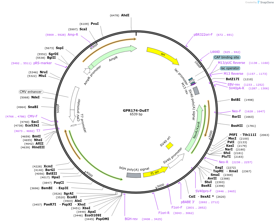 213271-plasmid-map-sequence-id-430818