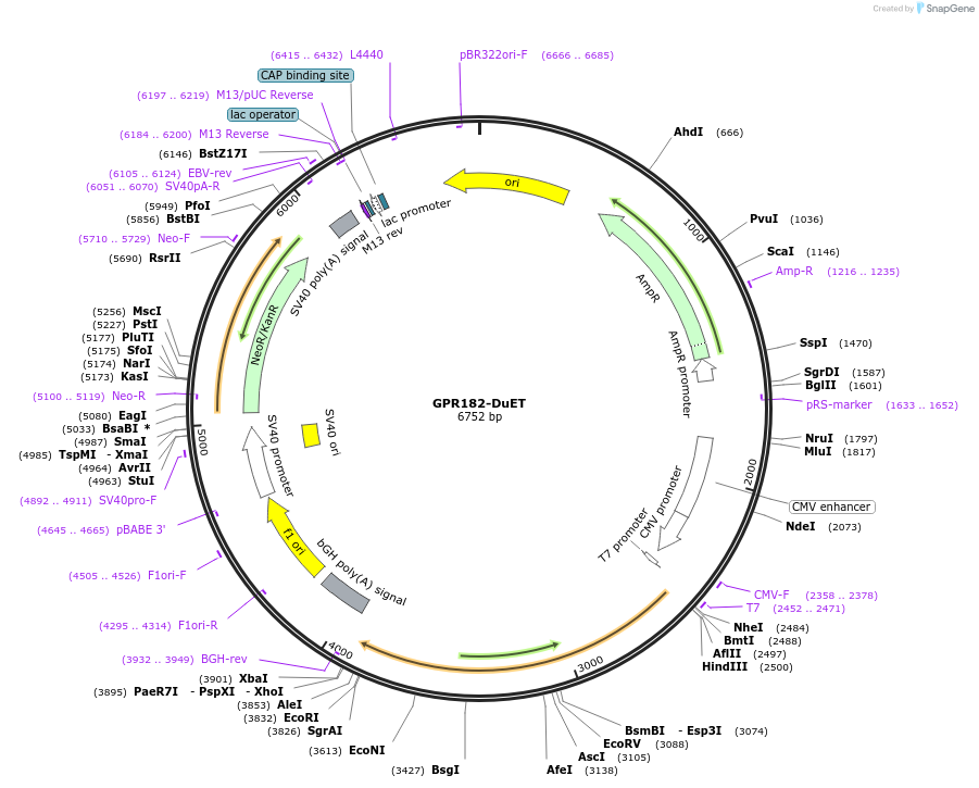 213272-plasmid-map-sequence-id-430819