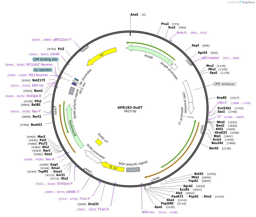 213273-plasmid-map-sequence-id-430820